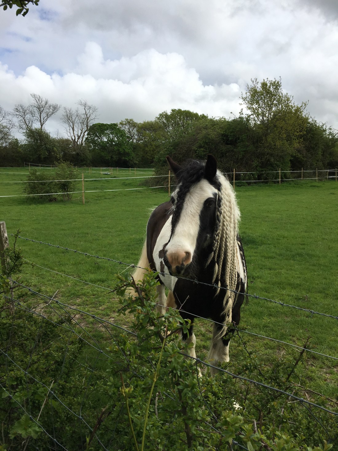 Photo 26-04-2019, 16 21 14