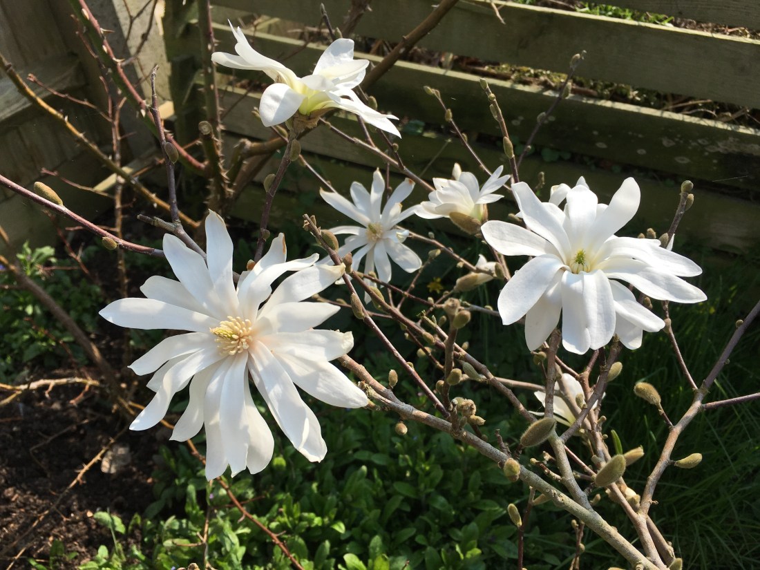 Photo 30-03-2019, 13 33 33